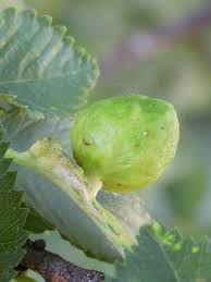 Attēlu rezultāti vaicājumam “Tetraneura ulmi”