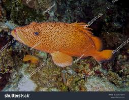 Image result for Epinephelus guttatus