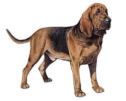 Image result for Carlisle BloodHounds