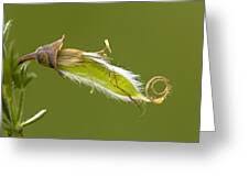 Attēlu rezultāti vaicājumam “Cytisus scoparius fruit”