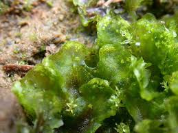 Attēlu rezultāti vaicājumam “Blasia pusilla sporophyte”