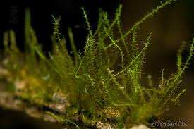 Attēlu rezultāti vaicājumam “Amblystegium serpens macro”