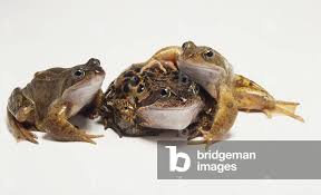 Attēlu rezultāti vaicājumam “Rana temporaria”