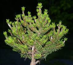 Attēlu rezultāti vaicājumam “Pinus banksiana”