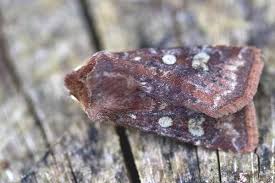 Attēlu rezultāti vaicājumam “Cerastis leucographa”