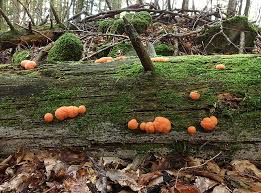 Attēlu rezultāti vaicājumam “Tubifera ferruginosa (subsp. ferruginosa) sessile”