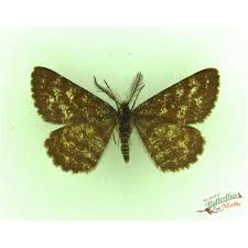 Attēlu rezultāti vaicājumam “Ematurga atomaria male”