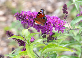 Image result for Buddleja davidii