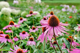 Image result for Sonnenhut