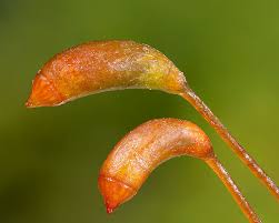 Attēlu rezultāti vaicājumam “Palustriella”