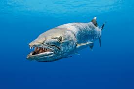 Image result for Dive Barracuda