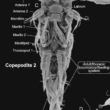 Attēlu rezultāti vaicājumam “Copepoda”