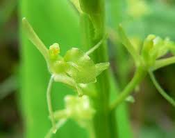 Attēlu rezultāti vaicājumam “Liparis loeselii flower”