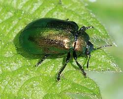 Attēlu rezultāti vaicājumam “Linaeidea aenea”