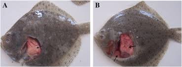 Image result for Paralichthys lethostigma