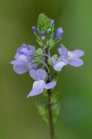 Attēlu rezultāti vaicājumam “Linaria loeselii leaf”