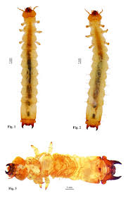 Attēlu rezultāti vaicājumam “Pyrochroidae larva”