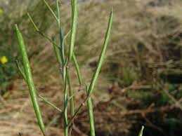 Image result for Diplotaxis tenuifolia