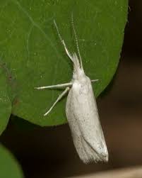 Attēlu rezultāti vaicājumam “Plutellidae”