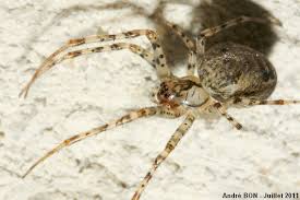 Attēlu rezultāti vaicājumam “Metellina merianae”