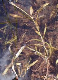 Attēlu rezultāti vaicājumam “Potamogeton compressus”