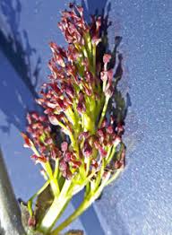 Attēlu rezultāti vaicājumam “Fraxinus excelsior Pendula female flower”