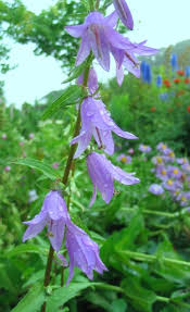 Image result for Campanula rapunculoides