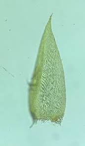 Attēlu rezultāti vaicājumam “Callicladium haldanianum”