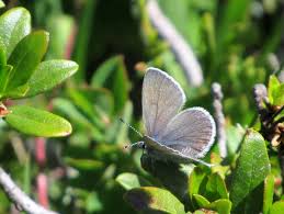 Attēlu rezultāti vaicājumam “Vacciniina optilete underside”