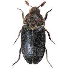 Attēlu rezultāti vaicājumam “Dermestidae”