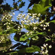 Attēlu rezultāti vaicājumam “Acer tataricum”