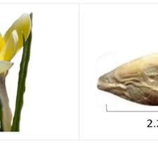 Attēlu rezultāti vaicājumam “Colchicum luteum flower”