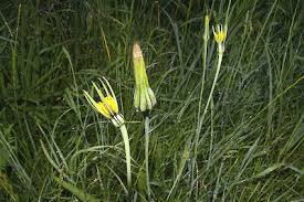 Image result for Tragopogon pratensis
