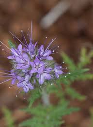 Attēlu rezultāti vaicājumam “Phacelia tanacetifolia”