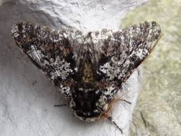 Attēlu rezultāti vaicājumam “Biston strataria”