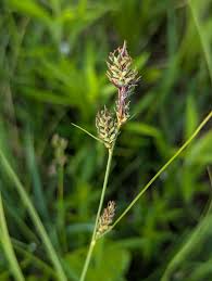 Attēlu rezultāti vaicājumam “Carex buxbaumii”