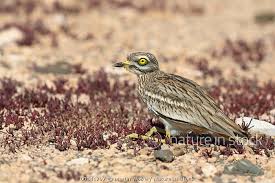 Image result for Burhinus oedicnemus