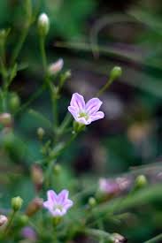 Attēlu rezultāti vaicājumam “Gypsophila muralis flower”