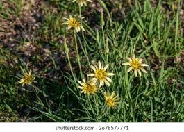 Image result for Tragopogon pratensis