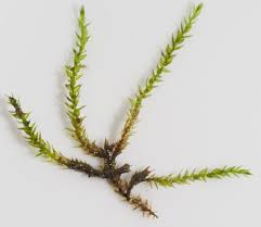 Attēlu rezultāti vaicājumam “Hygroamblystegium tenax”