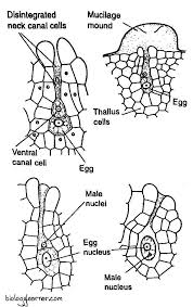 Attēlu rezultāti vaicājumam “Anthocerotopsida”