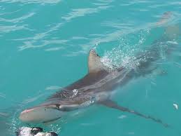 Image result for Carcharhinus brachyurus