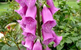 Image result for Fingerhut rot