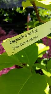Attēlu rezultāti vaicājumam “Magnolia acuminata leaf”