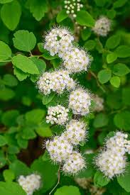 Attēlu rezultāti vaicājumam “Spiraea chamaedryfolia flower”