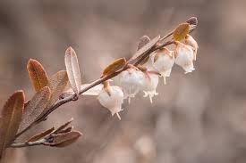 Attēlu rezultāti vaicājumam “Chamaedaphne calyculata leaf”