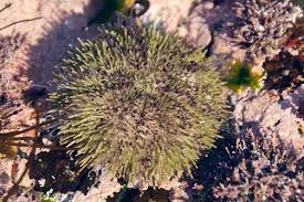 Image result for Strongylocentrotus droebachiensis