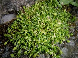Attēlu rezultāti vaicājumam “Sagina procumbens leaf”
