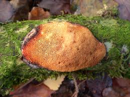 Attēlu rezultāti vaicājumam “Dichomitus campestris”