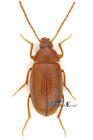 Attēlu rezultāti vaicājumam “Isomira murina”